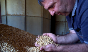 Lire la suite à propos de l’article REPORTAGE. Bio : « Les trésoreries sont à sec » témoigne un producteur de céréales gersois